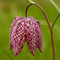 Fritillaria meleagris